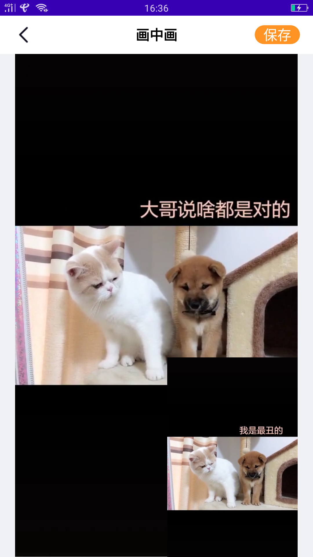 白兔视频app